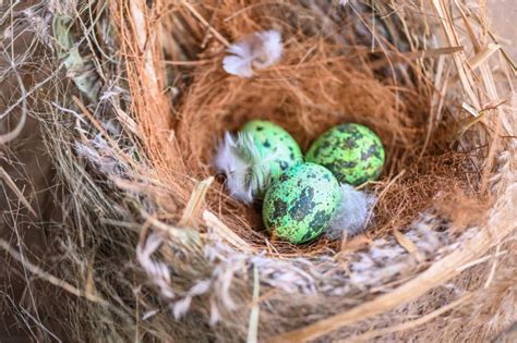 Bird Nest On Tree Branch With Three Eggs Inside Bird Eggs On Birds