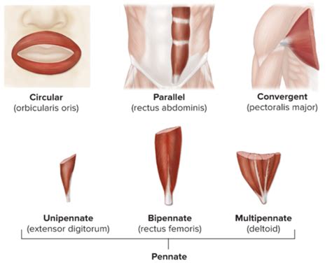 Anatomy And Physiology Chapter 11 Muscular System Axial And