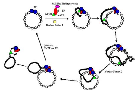 Eric Nudleman -- 1999 H&V Adenoviridae Page