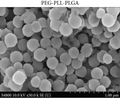 Ac The Morphology Of Peg Pll Plga And Drug Loaded Nanoparticles Was