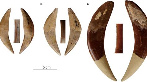 Two new species of ancient sabertooth cats identified from fossils ...