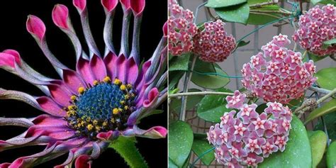 Las Flores Con Formas M S Raras Del Mundo Plantas