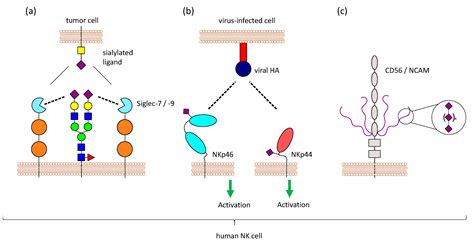 Cells Free Full Text Sialic Acids And Their Influence On Human Nk Cell Function