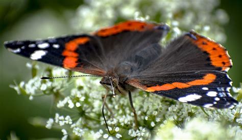 Inseto Borboleta Entomologia Foto Gratuita No Pixabay Pixabay