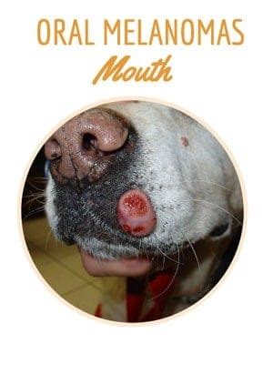 Mouth Cancer In Dogs: Symptoms, Diagnosis & Treatment Options - Petsynse