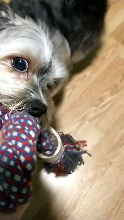 Give Me My Toy Back Youtube