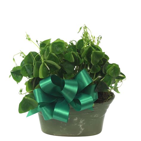 Shamrock Plant -4" :: Ashland Addison Florist Co.