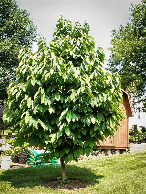 Pawpaw Tree For Sale Online The Tree Center