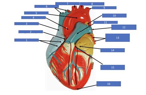 Exterior Heart Anatomy Diagram Quizlet