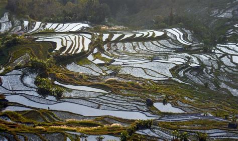 Yuanyang Rice Terraces, Yunnan, China Stock Image - Image of mountain, sunset: 275742475