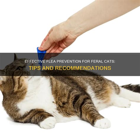 Effective Flea Prevention For Feral Cats: Tips And Recommendations ...