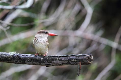 Brown Hooded Kingfisher Animal Stock Photos Creative Market