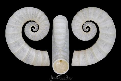 Spirula Spirula Linnaeus 1758 Ram S Horn Shell Scient Flickr