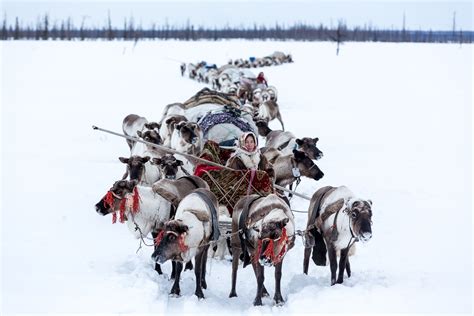 Nenets - Foto stories & Foto reports - Davor Rostuhar