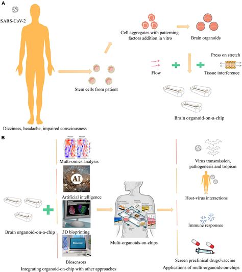 Frontiers Brain Organoids For Addressing Covid 19 Challenge