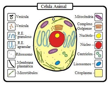 Diferenças entre célula animal e vegetal - Mundo Educação Plant Cell ...