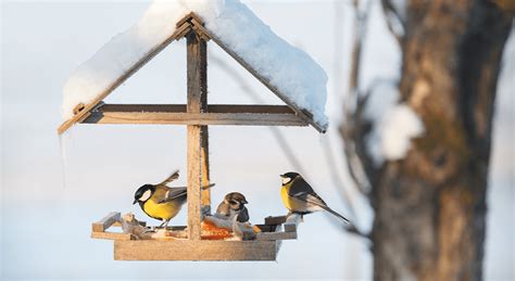 How To Attract Winter Birds To Your Yard Royal City Nursery Blog