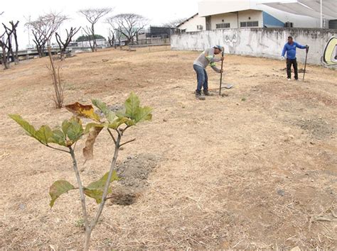 Plan De Reforestaci N Guayaquil Siembra Plantar Rboles Y