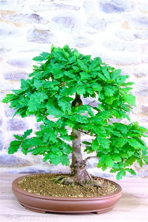 Bonsai Oak Tree For Sale 33 Year Old Specimen English Oak