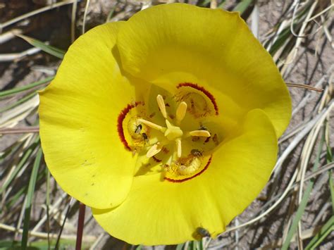 Yellow Flower Photos Of Calochortus Aureus Liliaceae