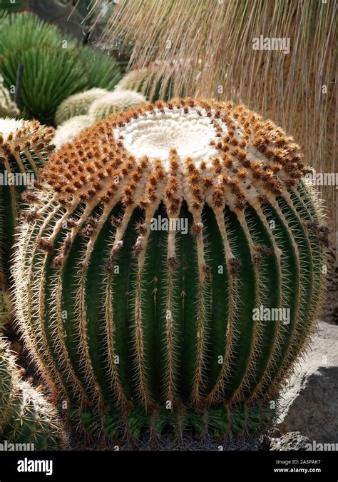 Echinocactus Grusonii As Known As The Golden Barrel Cactus Golden Ball Or Mother In Laws