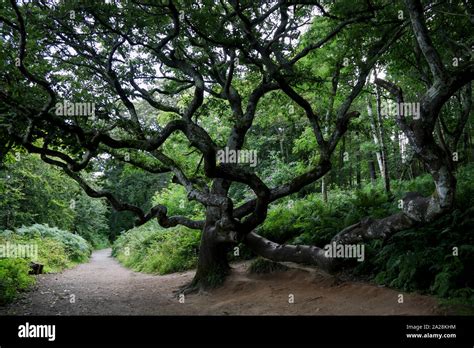 Gnarled Old Sycamore Tree On A Woodland Pathway Stock Photo Alamy