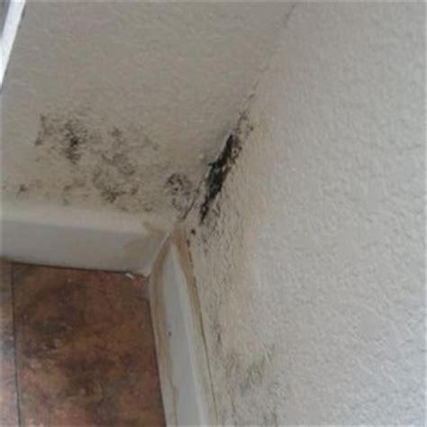 Plumbing - Dealing with water damage & mold