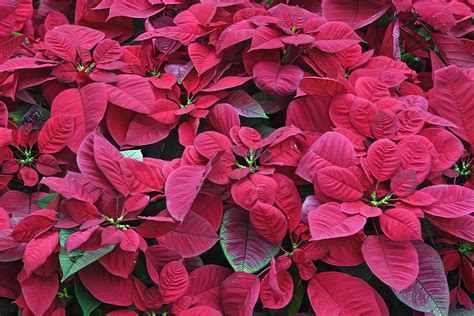 Poinsettia Poinsettias At The Flower Field Flower Dome G Flickr