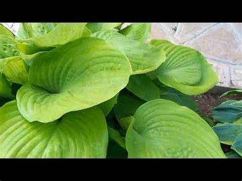 #хоста #самэндсабстенс / 2023г. Хоста Сам энд Сабстенс. Супер - гигант ...
