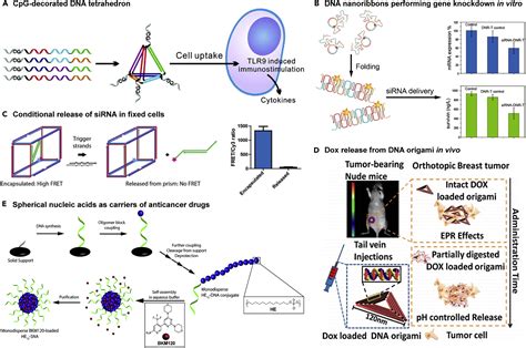 Dna Nanostructures At The Interface With Biology Chem