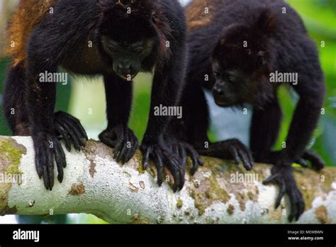 Two Golden Mantled Howler Monkeys Alouatta Palliata Palliata Are