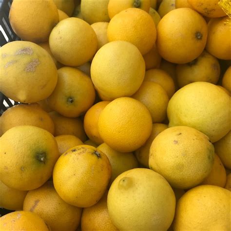 Sweet Lemons Information And Facts