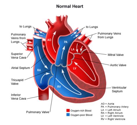 Congenital Heart Disease Flashcards Quizlet