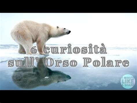 Curiosit Sull Orso Polare Youtube