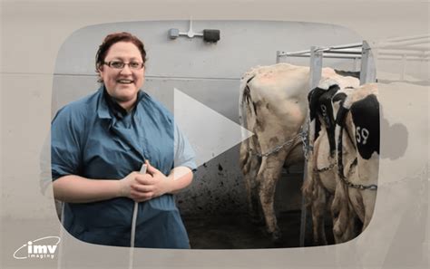 Bovine Ultrasound Video 4 Of 9 Preparing For Scanning Imv Imaging