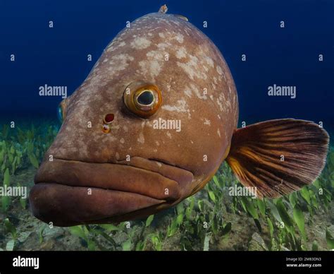 Close Up Of A Dusky Mediterranean Grouper Epinephelus Marginatus