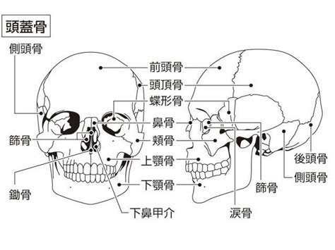 頭蓋骨 トウガイコツ とは？ 意味や使い方 コトバンク