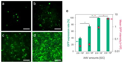 Biomolecules Free Full Text Transduction And Genome Editing Of The