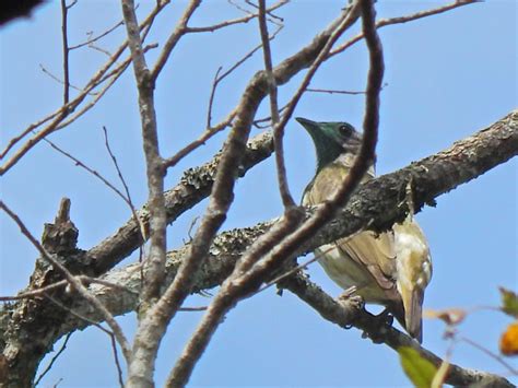 Foto Araponga Procnias Nudicollis Por Galeno De Castro Jr Wiki