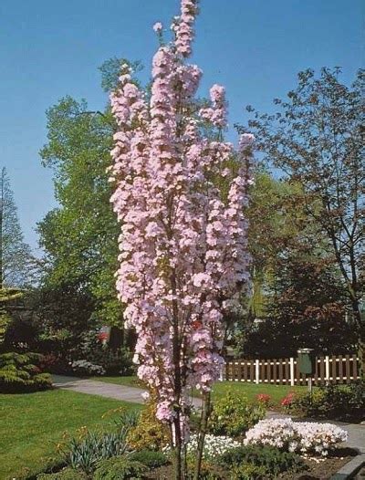 Prunus Amanogawa The Garden Of Eaden