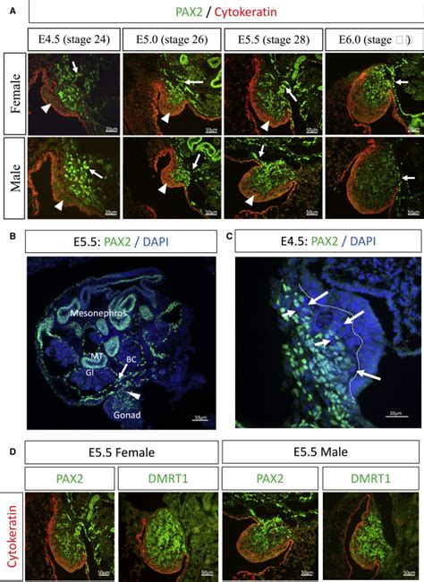 Insights Into Gonadal Sex Differentiation Provided By Single Cell Transcriptomics In The Chicken