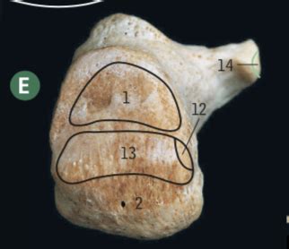 left calcaneus Flashcards | Quizlet