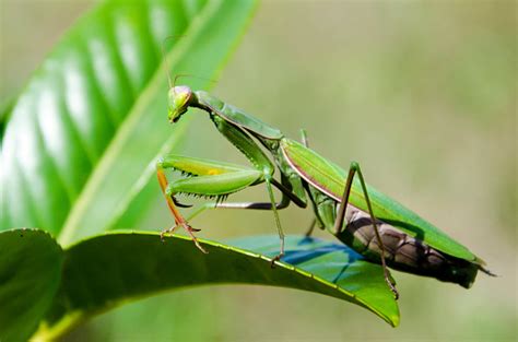 Mante Religieuse Prier Camouflage Feuille Branche Monter Insecte Vert ...