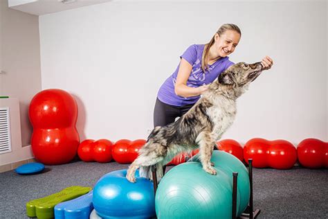 Wat Te Doen Met Je Hond Als Het Regent Hondtrainen Nl