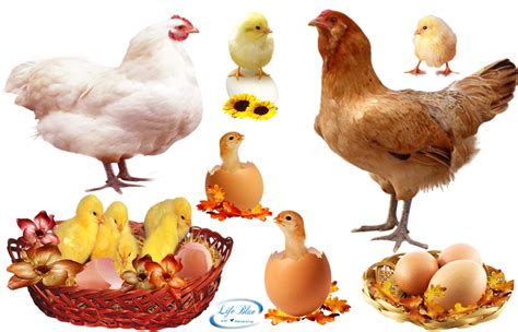 Gambar Png Anak Ayam Png All