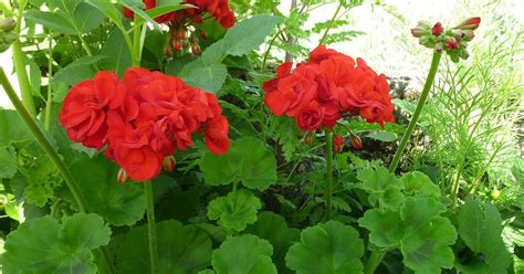 Fichas Nicas Geranios Pelargonium Spp