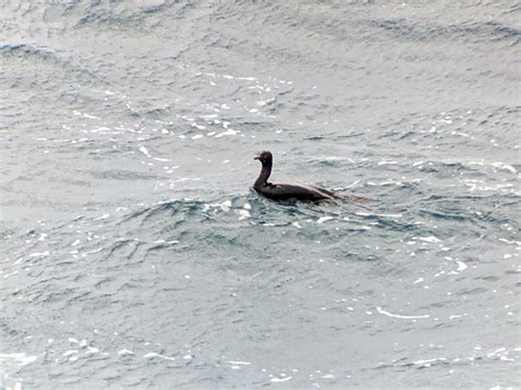 eBird Checklist 17 Dec 2022 墾丁NP 貓鼻頭 Kengting NP Maobitou 6