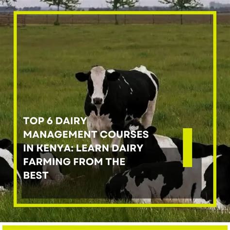 Dairy Farming In Kenya Practical Dairy Training Centre