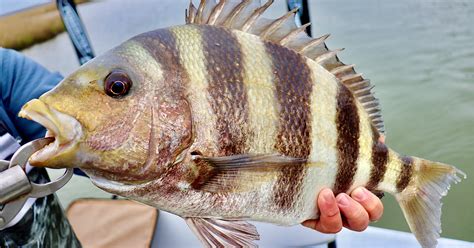 Top Types Of Bait For Targeting Sheepshead