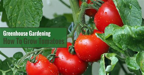 How to Grow Tomatoes in a Greenhouse | Greenhouse Emporium